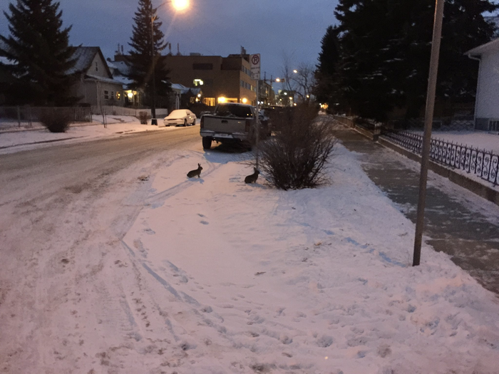 Тоже про канадскую доброжелательность