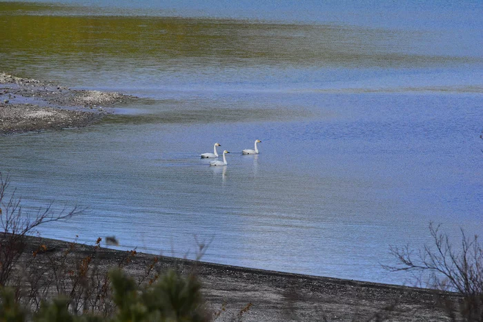 Red Book swans appeared on the southern Kuril Island for the first time in 35 years - My, Swans, Birds, Reserves and sanctuaries, Kunashir, Kurile Islands, Longpost