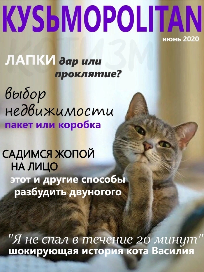Magazine for your cat - My, cat, The photo, Humor, Magazine, Longpost