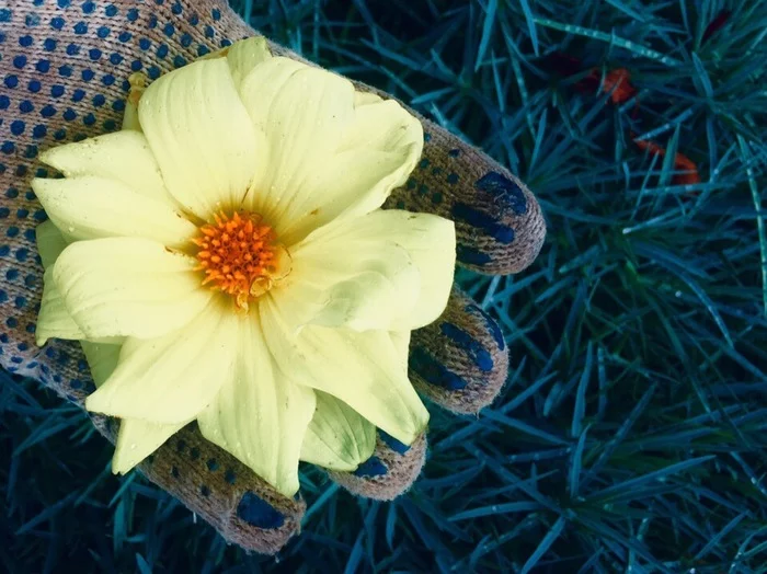 Winner of the Flower in My Garden Award - My, Flowers, Summer season, Photo on sneaker