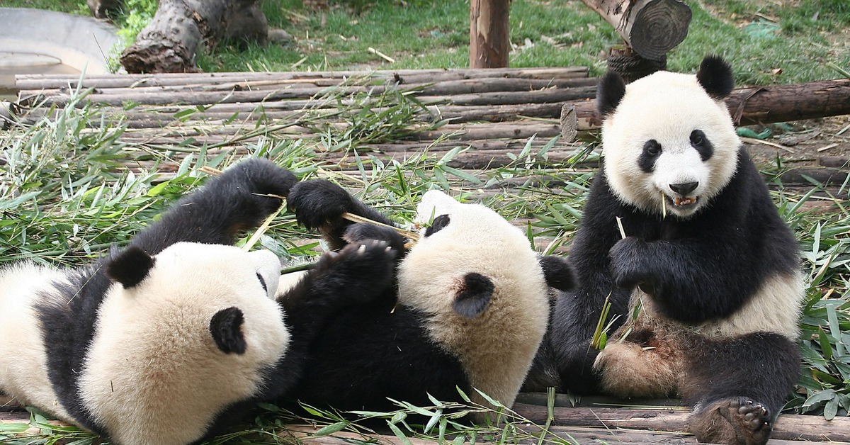 Обнять панду. Заповедник панд в Чэнду. Сычуань Чэнду панды. Гигантские панды Сычуань. Чэнду Китай панды.