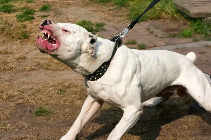 Pit Bull Terrier: Ridiculous myths about the aggression of a “bloodthirsty monster.” A wonderful dog whose reputation was destroyed by the media - Dog, Yandex Zen, Animals, Longpost, Pitbull