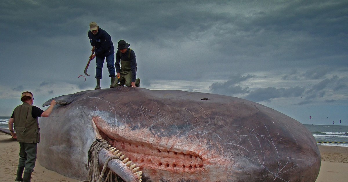 Кошелот. Ходячие киты Грендель. Кит Кашалот и МЕГАЛОДОН. Самый гигантский кит в мире.