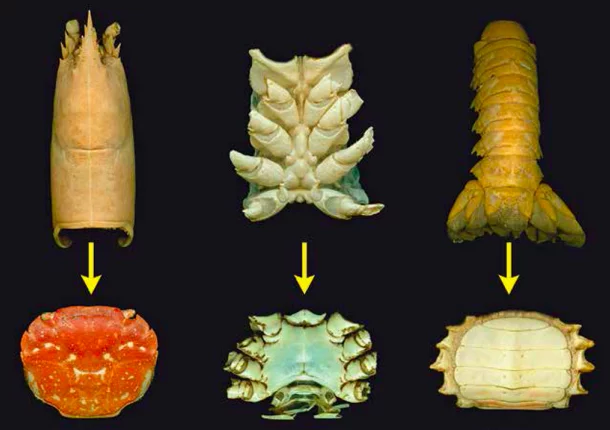 Nature has repeatedly tried to develop the crab. And there is a term for this - carcinization - My, Biology, Evolution, The science, Crab, Zoology, Zoo, Longpost