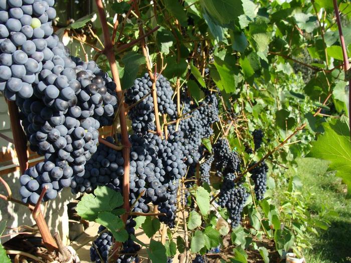 What and how to fertilize grapes - Grape, Сельское хозяйство, Advice, Longpost