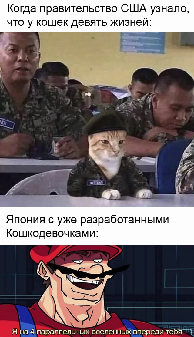 Cat girls - Memes, cat, Japan, Military, Anime