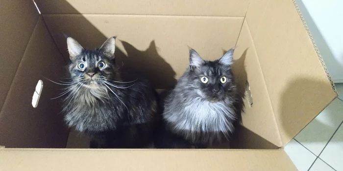 Self-isolation - My, cat, Maine Coon, Box and cat