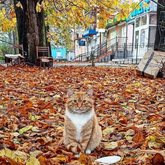 Котиков вам с утра! - Кот, Подборка, Фотография, Длиннопост