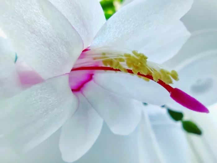 Zygocactus flower - My, Nature, Flowers, Cactus, beauty, Bloom, Winter, The photo