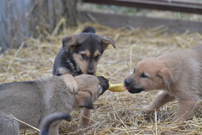 Cold. Stories about dogs from foster care - My, Puppies, freezing, Pets, Animals, Longpost