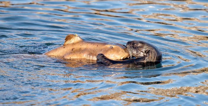 No one will know what really happened between them - Text, Otter, Shark, California, The photo, news