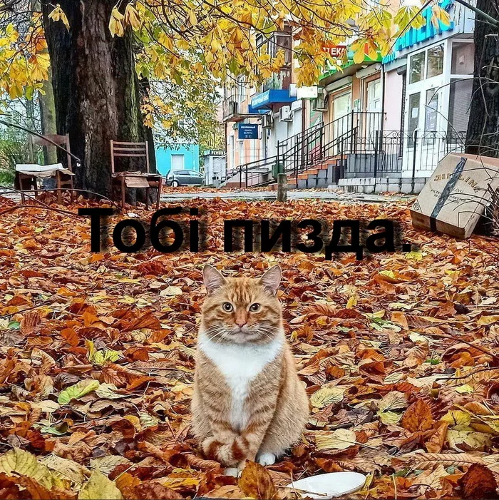 Autumn 2020 - cat, Autumn, Autumn leaves