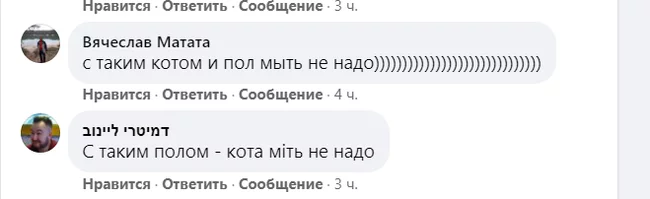 Получается, что ничего не надо мыть - Комментарии, Коты и собаки вместе, Кот, Собака, Видео