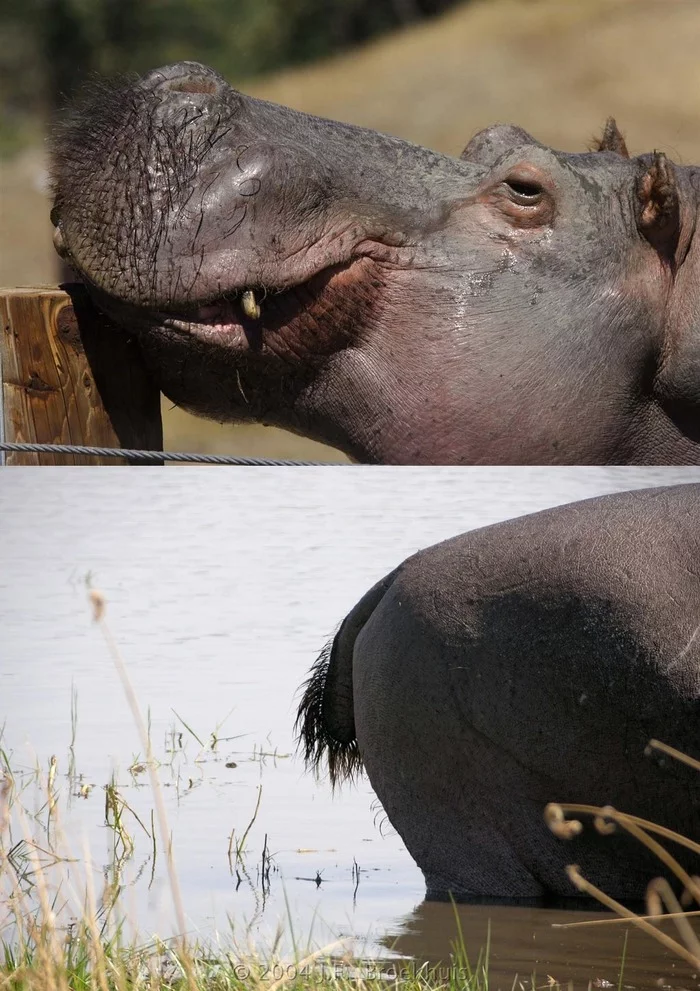 Two sides of a hippopotamus - hippopotamus, Villi