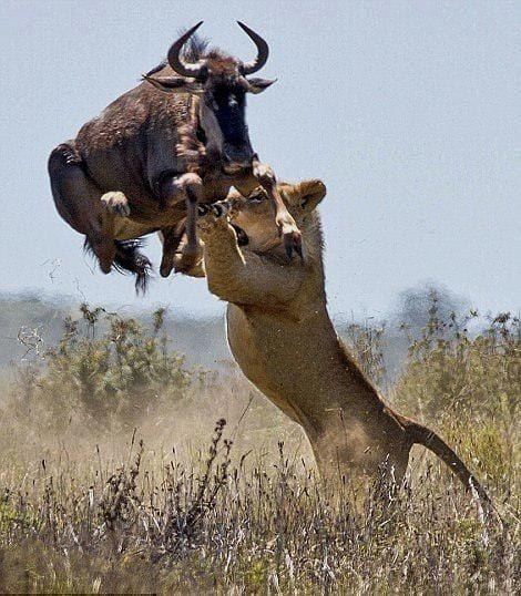 A lioness tries to grab a wildebeest in the air - Lioness, Wildebeest, Hunting, South Africa, Big cats, Wild animals