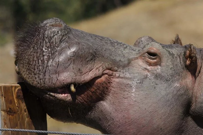 Hippopotamus nose - hippopotamus, Villi