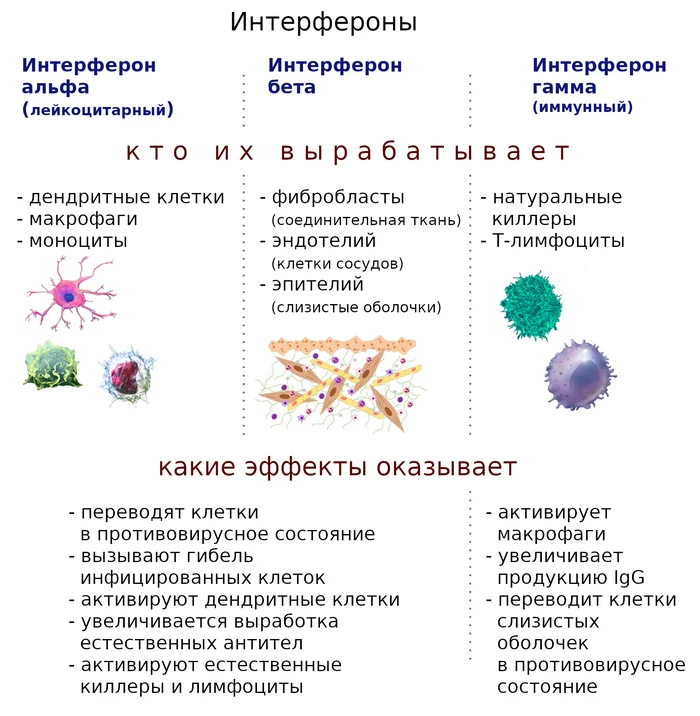 Our internal troops: immunity interfered, interfered, but did not interfere - My, Immunity, Immunology, The medicine, Biology, Video, GIF, Longpost