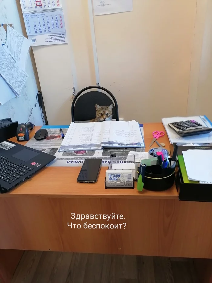 We went to the veterinary clinic with the dog - My, Animals, Astonishment, Paradox, Vet, How?, Can not be, cat