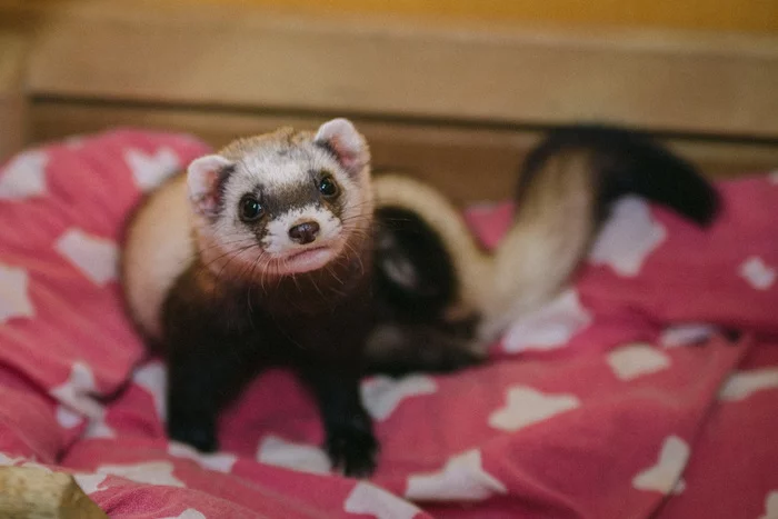 When did she start shedding her winter coat? - My, Ferret, Animals, Molting, Wild animals, Longpost