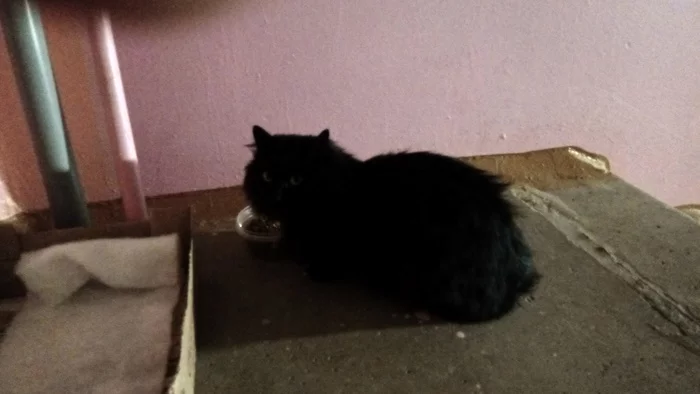 Cat, possibly lost - My, No rating, Izhevsk, Lost, cat, Found a cat, In good hands, Black cat