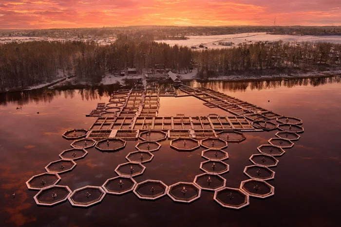 Fish farm at sunset - My, Farm, Fisheries, Leningrad region, Lake, Sunset