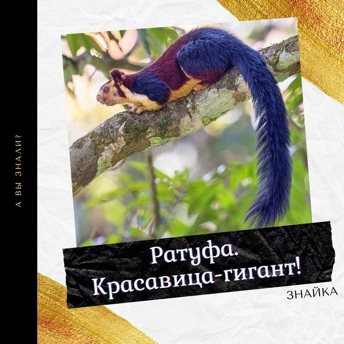 Ратуфа - красавица/гигант!