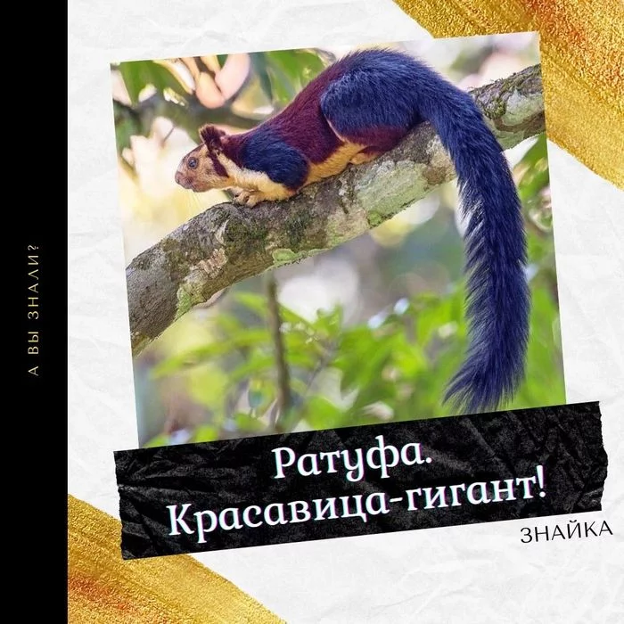 Ratufa is a beauty/giant! - My, Znaika, Want to know everything, Animals, Squirrel, Indian Giant Squirrel, Humor, Longpost