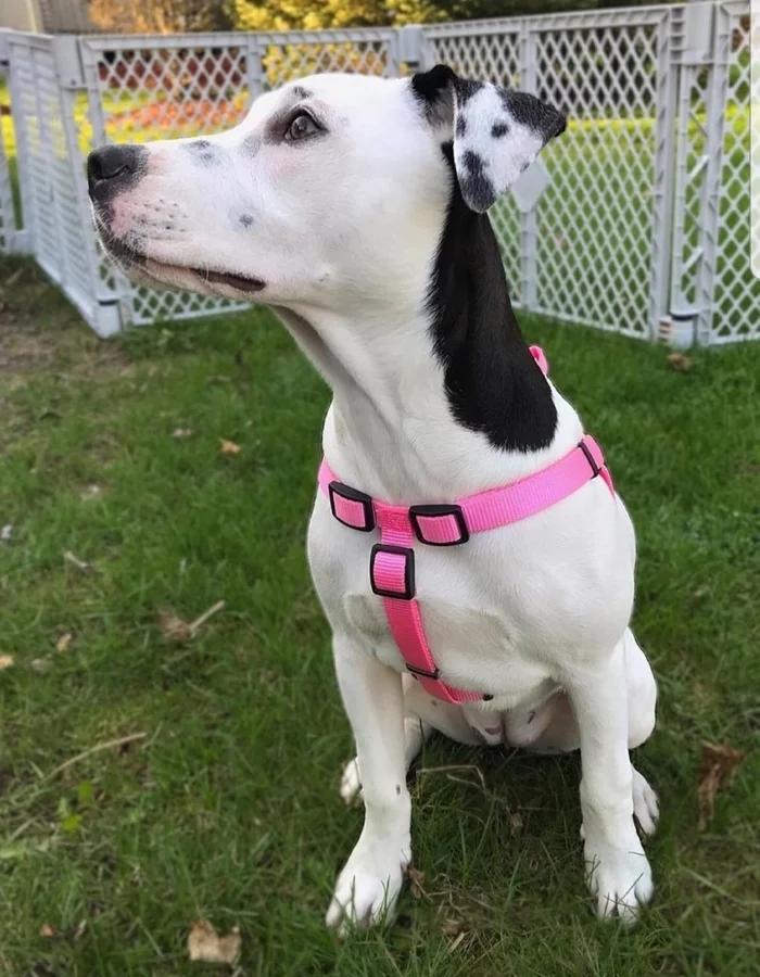 My dog's ear looks like his muzzle - Dog, Pareidolia