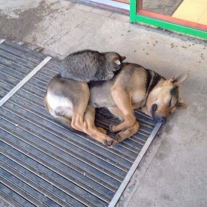 Холода не беда для кота