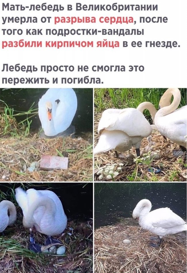 Poor thing... - White Swan, Swans, Nest, Murder, Nature, Negative