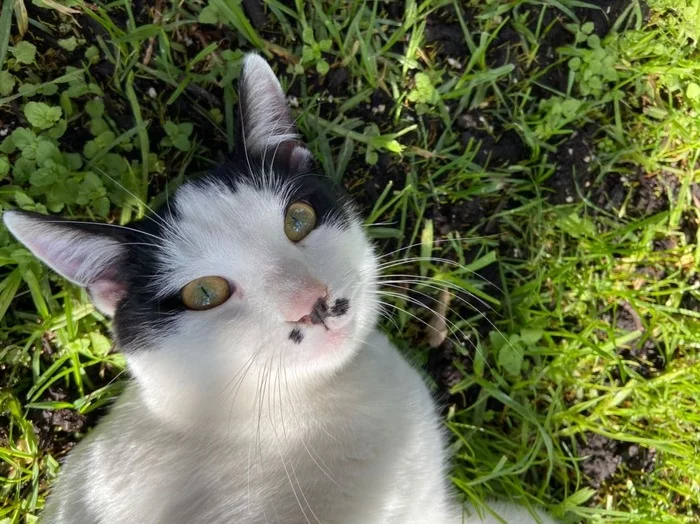 My grown ups - My, Kittens, In good hands, Cyprus, Longpost, cat