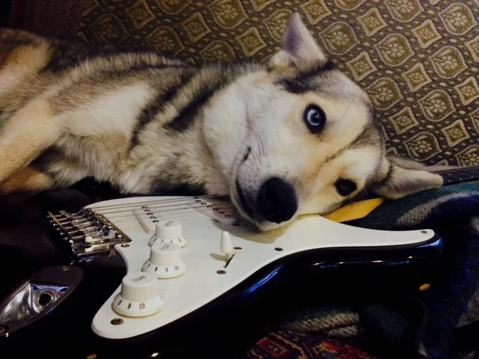 After the concert - My, Dog, Booze, Guitar