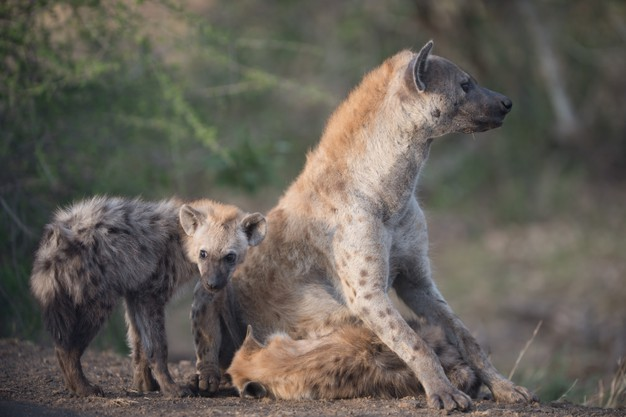 Behind my mother's back... - Hyena, Spotted Hyena, Young, Wild animals, Predator, Animals, The photo, From the network