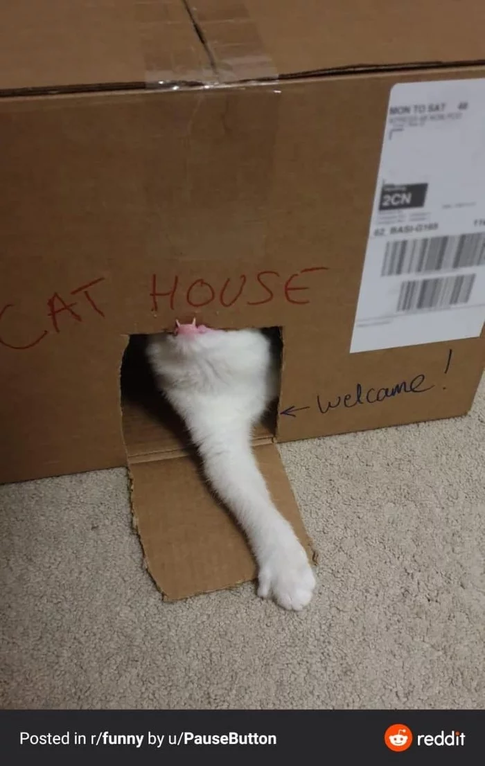 Welcome - cat, Teeth, Kus, Box, Pet house