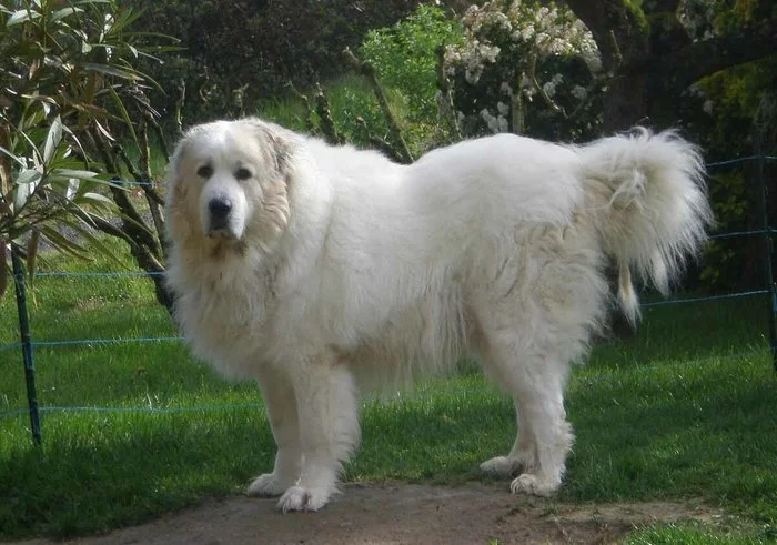 White and fluffy cuteness - Large Pyrenean Dog, Dog, Pets, Milota