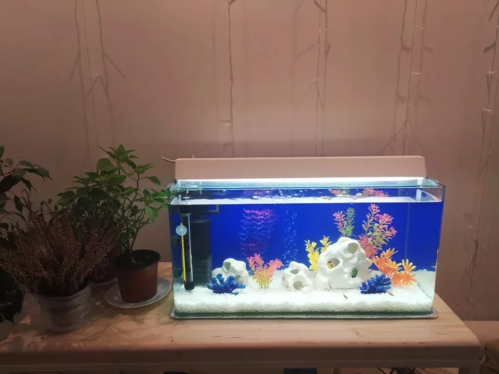 My first Aquarium 45 liters - My, Aquarium, Aquarium, Aquarium fish, With your own hands, Video, Longpost