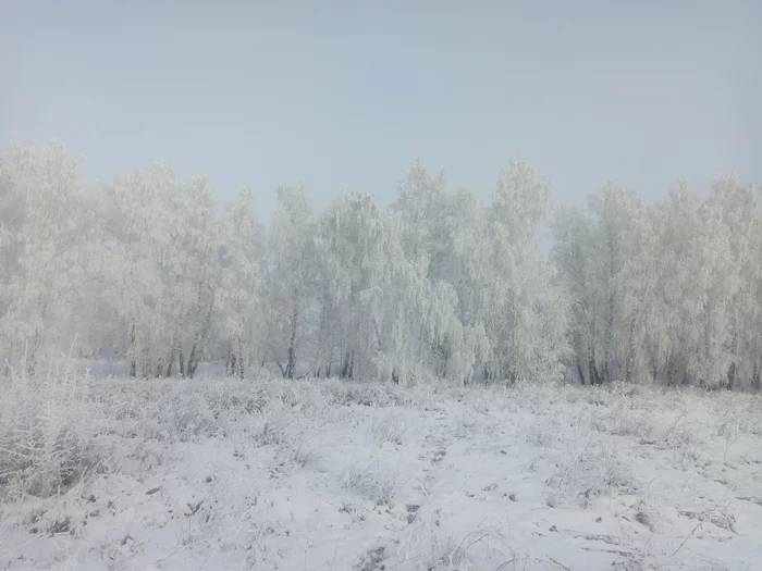 Морозное утро - Моё, Мобильная фотография, Иней, Фотография, Зима, Длиннопост