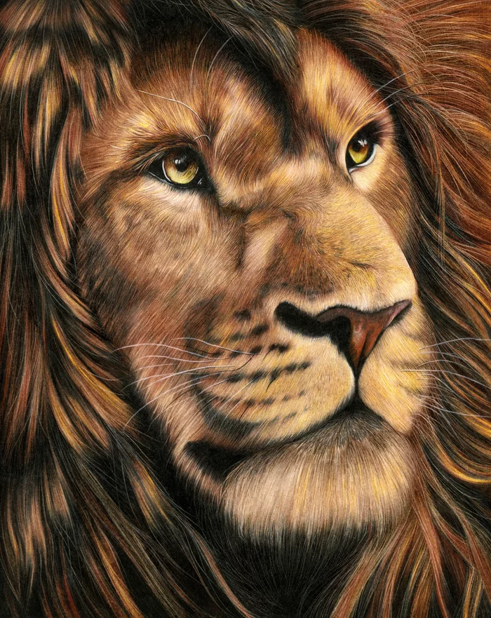 A lion. Drawing with pencils 28x36 - My, a lion, Animals, Colour pencils, Pencil drawing, Realism, Video