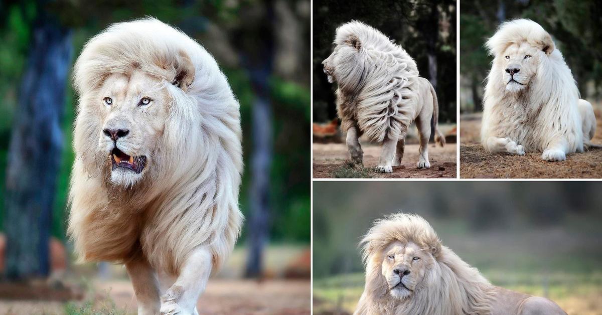 Лев с 1 по 7 апреля 2024. Заповедник Тимбавати белый Лев. Белый Лев Мойя. Красивый белый Лев. Белый Лев в природе.