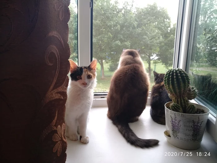 Three cats - cat, Milota, Longpost, My