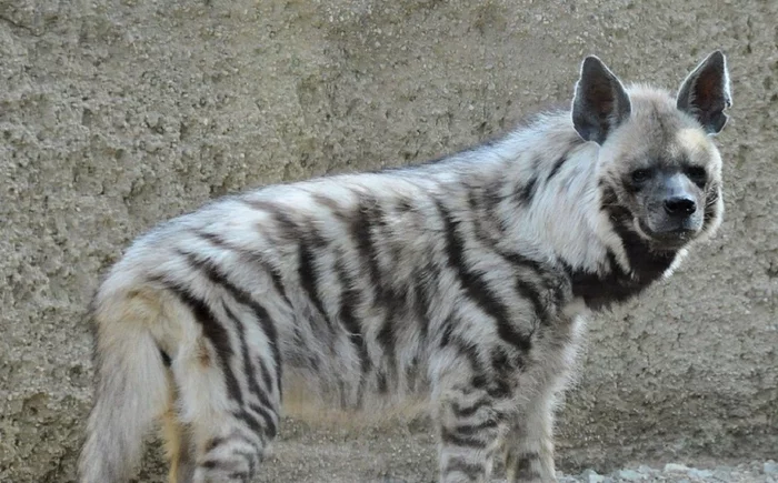 Striped hyena found in Tajikistan for the first time in 30 years! - Hyena, Striped hyena, Tajikistan, Return, Species conservation, Wild animals, Rare view, Phototrap
