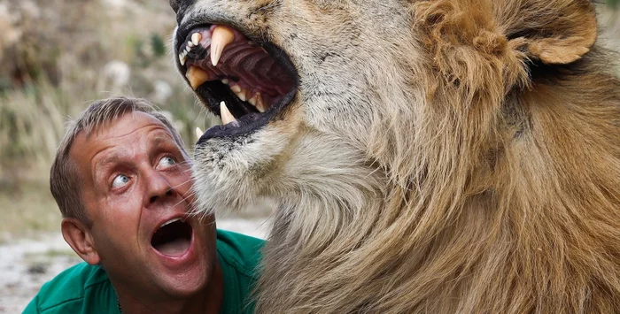 A unique park or Taigan on blood? - My, Crimea, Oleg Zubkov, Taigan Lions Park, Negative, Longpost, a lion, Lioness, White Lions, Animal abuse, Flailing