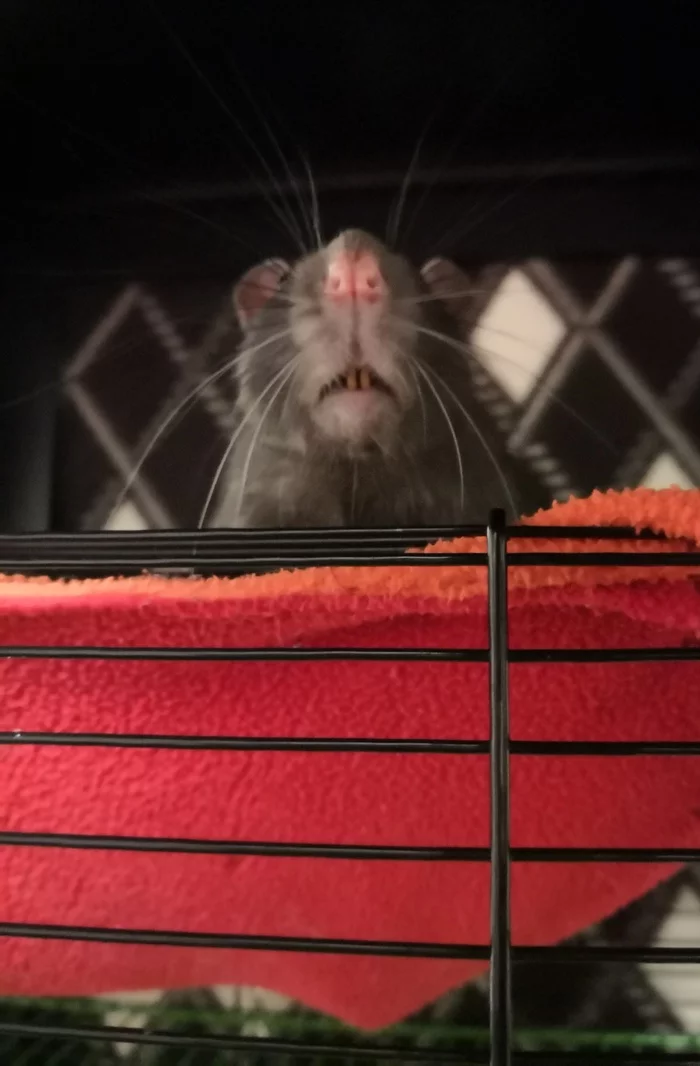 Cookie Hunt - My, Rat, Decorative rats, Foreshortening