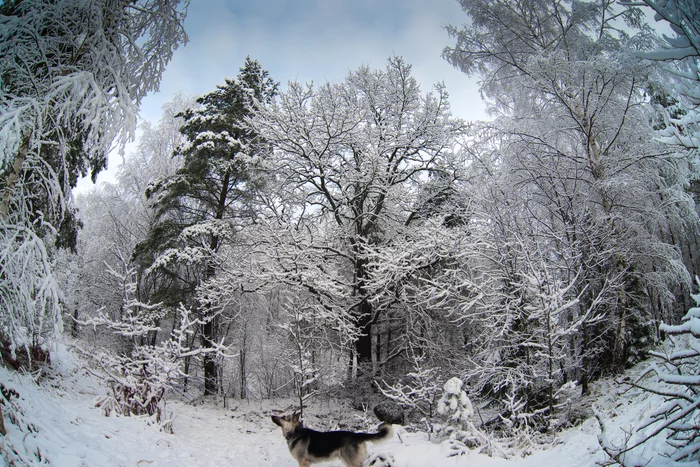 winter colors - My, Winter, Forest, Dog, East European Shepherd, Sheepdog