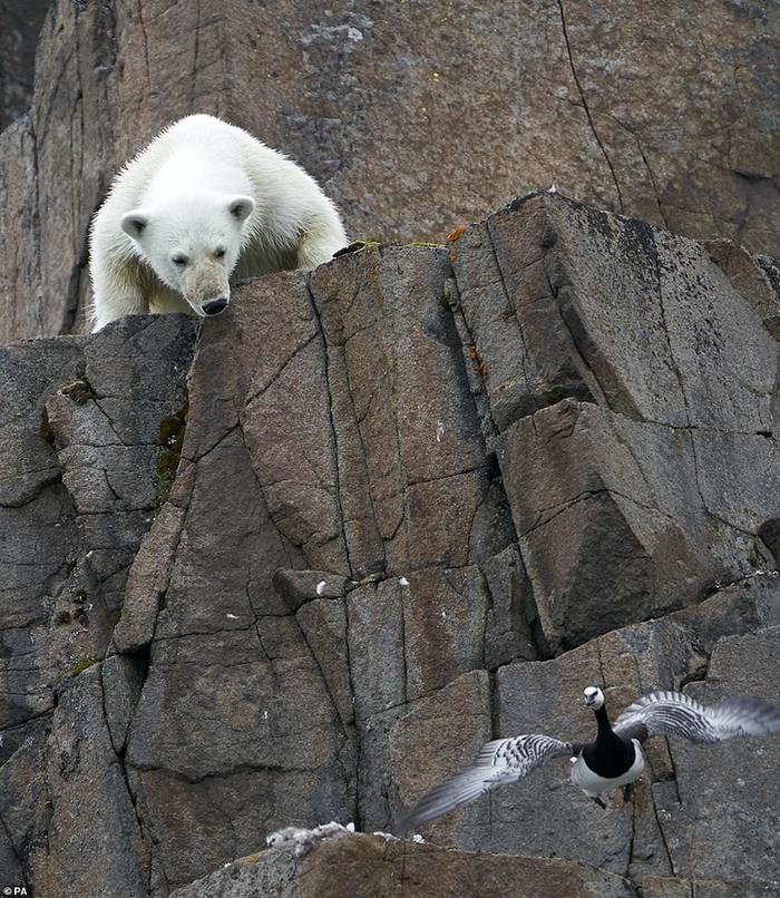 Белая опасность