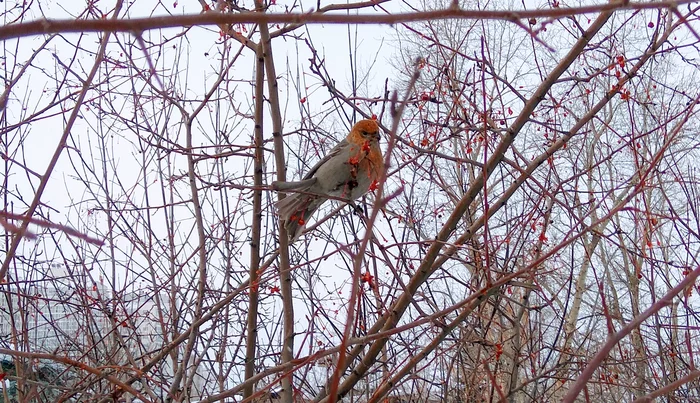 Shchury in Tomsk - My, Birds, Winter, Longpost, schur