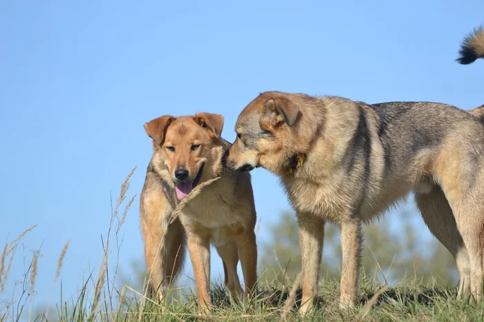 Gucci and Kenzo. Stories about dogs from foster care - My, Dog, Puppies, Longpost, The photo, Moscow region, Shatura, In good hands, No rating