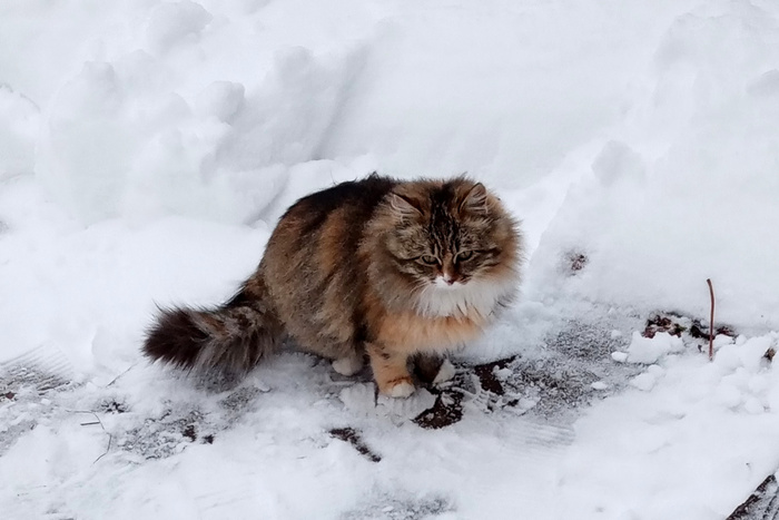 Соседская кошечка