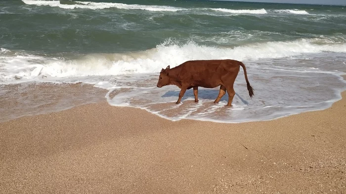 Коровы в море. Теперь вы видели больше - Моё, Море, Корова, Вода