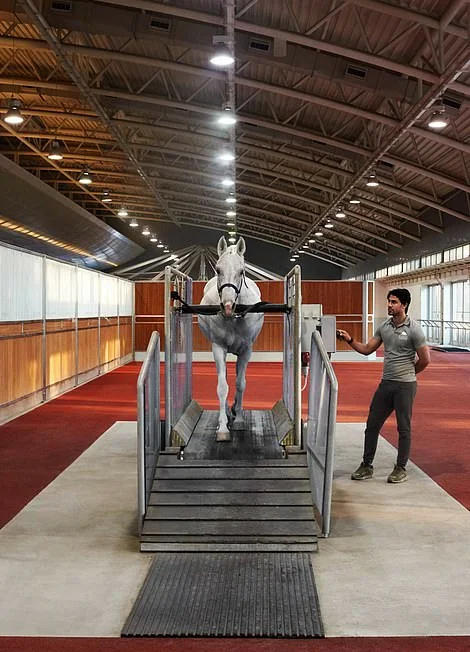 The horses live! Qatar has the coolest equestrian center - Qatar, Horses, Care, Longpost, Stable, Swimming pool, Solarium